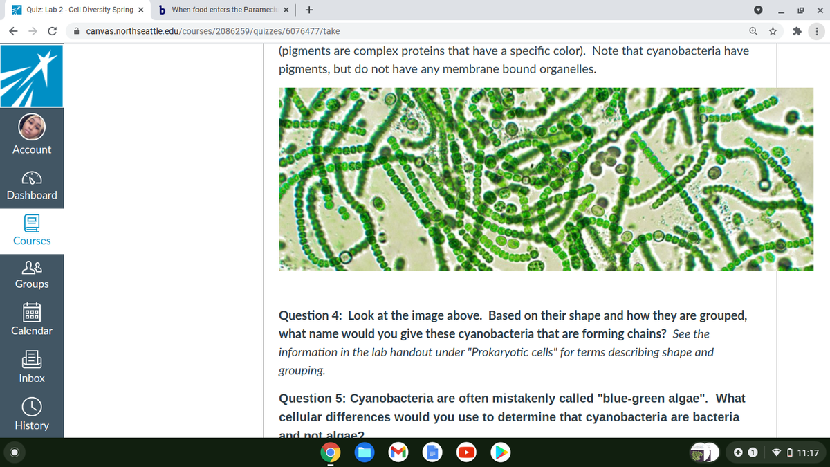 A Quiz: Lab 2 - Cell Diversity Spring x
b When food enters the Parameciu x
A canvas.northseattle.edu/courses/2086259/quizzes/6076477/take
(pigments are complex proteins that have a specific color). Note that cyanobacteria have
pigments, but do not have any membrane bound organelles.
Account
Dashboard
Courses
Groups
Question 4: Look at the image above. Based on their shape and how they are grouped,
what name would you give these cyanobacteria that are forming chains? See the
Calendar
information in the lab handout under "Prokaryotic cells" for terms describing shape and
画
grouping.
Inbox
Question 5: Cyanobacteria are often mistakenly called "blue-green algae". What
cellular differences would you use to determine that cyanobacteria are bacteria
and not alaae?
History
O O
O 11:17
