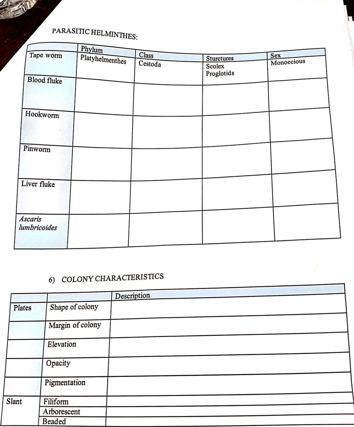 PARASITIC HELMINTHES:
Phylum
Platyhelmenthes
Tape worm
Class
Sex
Sturctures
Cestoda
Monoecious
Scolex
Proglotids
Blood fluke
Hookworm
Pinworm
Liver fluke
Ascaris
lumbricoides
6) COLONY CHARACTERISTICS
Description
Plates
Shape of colony
Margin of colony
Elevation
Орacity
Pigmentation
Slant
Filiform
Arborescent
Beaded
