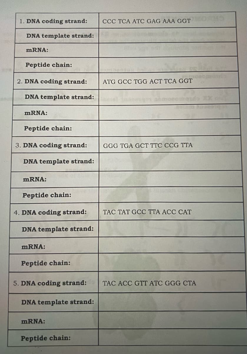 1. DNA coding strand:
CCC TCA ATC GAG AAA GGT
DNA template strand:
MRNA:
Peptide chain:
2. DNA coding strand:
ATG GCC TGG ACT TCA GGT
DNA template strand:
MRNA:
Peptide chain:
3. DNA coding strand:
GGG TGA GCT TTC CCG TTA
DNA template strand:
MRNA:
Peptide chain:
4. DNA coding strand:
TẠC TAT GCC TTA ACC CAT
DNA template strand:
MRNA:
Peptide chain:
5. DNA coding strand:
TÁC ACC GTT ATC GGG CTA
DNA template strand:
mRNA:
Peptide chain:
