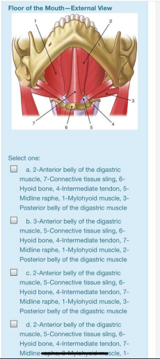 Floor of the Mouth-External View
Select one:
a. 2-Anterior belly of the digastric
muscle, 7-Connective tissue sling, 6-
Hyoid bone, 4-Intermediate tendon, 5-
Midline raphe, 1-Mylohyoid muscle, 3-
Posterior belly of the digastric muscle
b. 3-Anterior belly of the digastric
muscle, 5-Connective tissue sling, 6-
Hyoid bone, 4-Intermediate tendon, 7-
Midline raphe, 1-Mylohyoid muscle, 2-
Posterior belly of the digastric muscle
c. 2-Anterior belly of the digastric
muscle, 5-Connective tissue sling, 6-
Hyoid bone, 4-Intermediate tendon, 7-
Midline raphe, 1-Mylohyoid muscle, 3-
Posterior belly of the digastric muscle
d. 2-Anterior belly of the digastric
muscle, 5-Connective tissue sling, 6-
Hyoid bone, 4-Intermediate tendon, 7-
Midline
scle, 1-
