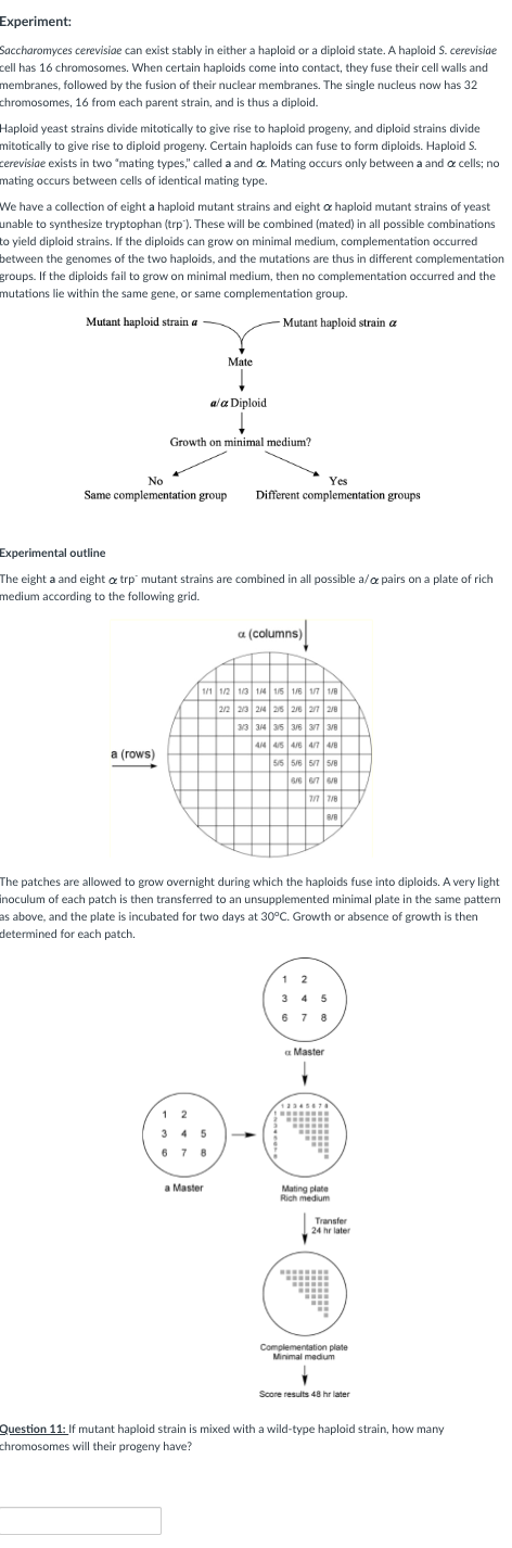 Experiment:
Saccharomyces cerevisiae can exist stably in either a haploid or a diploid state. A haploid S. cerevisiae
cell has 16 chromosomes. When certain haploids come into contact, they fuse their cell walls and
membranes, followed by the fusion of their nuclear membranes. The single nucleus now has 32
chromosomes, 16 from each parent strain, and is thus a diploid.
Haploid yeast strains divide mitotically to give rise to haploid progeny, and diploid strains divide
mitotically to give rise to diploid progeny. Certain haploids can fuse to form diploids. Haploid S.
cerevisiae exists in two "mating types," called a and a. Mating occurs only between a and a cells; no
mating occurs between cells of identical mating type.
We have a collection of eight a haploid mutant strains and eight a haploid mutant strains of yeast
unable to synthesize tryptophan (trp). These will be combined (mated) in all possible combinations
to yield diploid strains. If the diploids can grow on minimal medium, complementation occurred
between the genomes of the two haploids, and the mutations are thus in different complementation
groups. If the diploids fail to grow on minimal medium, then no complementation occurred and the
mutations lie within the same gene, or same complementation group.
Mutant haploid strain a
Mutant haploid strain a
Mate
a/a Diploid
Growth on minimal medium?
No
Yes
Same complementation group Different complementation groups
Experimental outline
The eight a and eight & trp mutant strains are combined in all possible a/a pairs on a plate of rich
medium according to the following grid.
a (columns)
1/1 1/2 1/3 1/4 1/5 1/6 1/7 1/8
2/2 213 214 215 216 217 218
3/3 3/4 3/5 3/6 3/7 3/8
4/4 4/5 4/6 4/7 4/8
a (rows)
5/5 5/6 5/7 5/8
6/6 6/7 6/8
7/7 7/8
8/8
The patches are allowed to grow overnight during which the haploids fuse into diploids. A very light
inoculum of each patch is then transferred to an unsupplemented minimal plate in the same pattern
as above, and the plate is incubated for two days at 30°C. Growth or absence of growth is then
determined for each patch.
678
1 2
345
6 7 8
a Master
HOPCH
a Master
Mating plate
Rich medium
Transfer
24 hr later
Complementation plate
Minimal medium
Score results 48 hr later
Question 11: If mutant haploid strain is mixed with a wild-type haploid strain, how many
chromosomes will their progeny have?