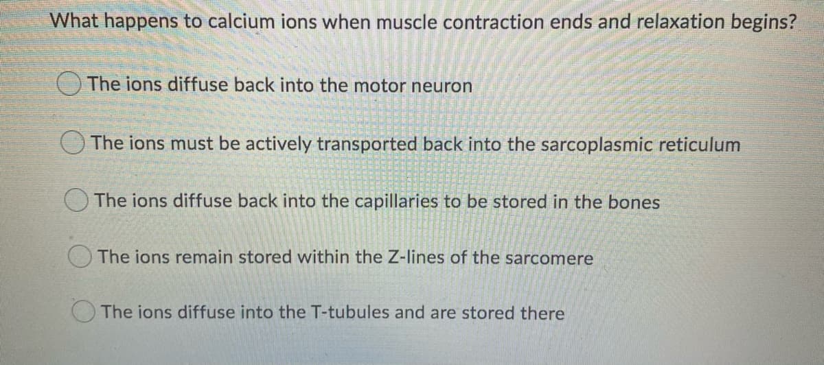 What happens to calcium ions when muscle contraction ends and relaxation begins?
The ions diffuse back into the motor neuron
OThe ions must be actively transported back into the sarcoplasmic reticulum
O The ions diffuse back into the capillaries to be stored in the bones
O The ions remain stored within the Z-lines of the sarcomere
The ions diffuse into the T-tubules and are stored there
