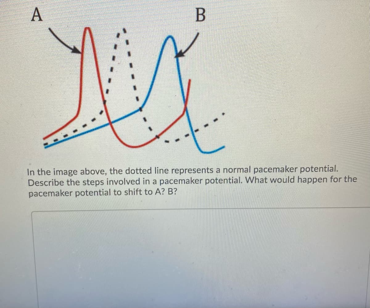 In the image above, the dotted line represents a normal pacemaker potential.
Describe the steps involved in a pacemaker potential. What would happen for the
pacemaker potential to shift to A? B?
A,
