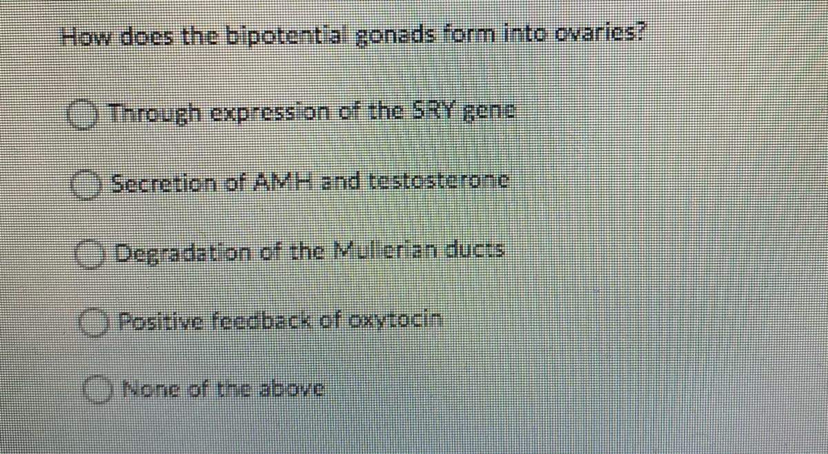 How does the bipotentlal gonads form into ovarics?
O Through expression of the SRY gene
Secretion of AMH and testosterone)
ODepradation of the Mulerian ducts
OPosltive feedback of oxytocin
(ONone of the above
