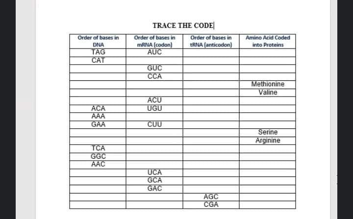 TRACE THE CODE|
Order of bases in
MRNA (codon)
AUC
Order of bases in
Order of bases in
Amino Acid Coded
TRNA (anticodon)
DNA
into Proteins
TAG
CAT
GUC
CCA
Methionine
Valine
ACU
UGU
ACA
AAA
GAA
CUU
Serine
Arginine
TCA
GGC
AAC
UCA
GCA
GAC
AGC
CGA
