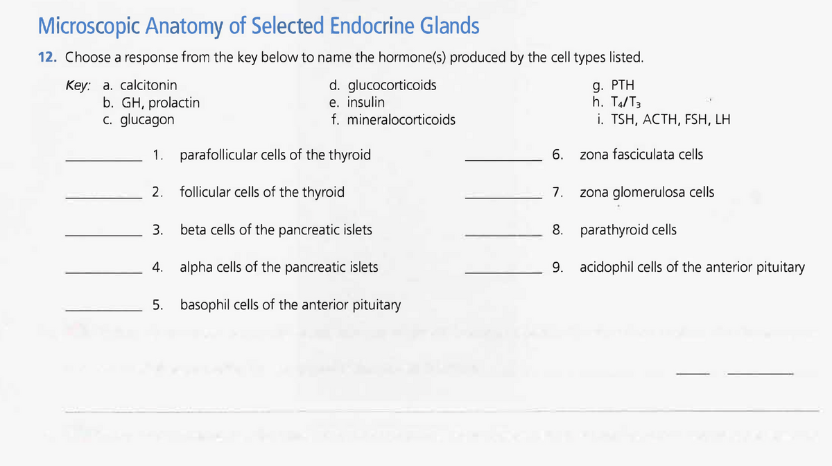 ### Microscopic Anatomy of Selected Endocrine Glands

#### Exercise 12
Choose a response from the key below to name the hormone(s) produced by the cell types listed.

**Key:**
a. calcitonin  
b. GH, prolactin  
c. glucagon  
d. glucocorticoids  
e. insulin  
f. mineralocorticoids  
g. PTH  
h. T₄/T₃  
i. TSH, ACTH, FSH, LH  

1. ___________  **parafollicular cells of the thyroid**  
2. ___________  **follicular cells of the thyroid**  
3. ___________  **beta cells of the pancreatic islets**  
4. ___________  **alpha cells of the pancreatic islets**  
5. ___________  **basophil cells of the anterior pituitary**  
6. ___________  **zona fasciculata cells**  
7. ___________  **zona glomerulosa cells**  
8. ___________  **parathyroid cells**  
9. ___________  **acidophil cells of the anterior pituitary**  
