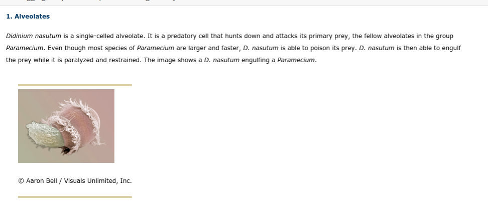 ### Alveolates

**Didinium nasutum** is a single-celled alveolate. It is a predatory cell that hunts down and attacks its primary prey, the fellow alveolates in the group **Paramecium**. Even though most species of **Paramecium** are larger and faster, **D. nasutum** is able to poison its prey. **D. nasutum** is then able to engulf the prey while it is paralyzed and restrained. The image shows a **D. nasutum** engulfing a **Paramecium**.

![Didinium nasutum engulfing a Paramecium](https://yourimageurl.com)

© Aaron Bell / Visuals Unlimited, Inc.