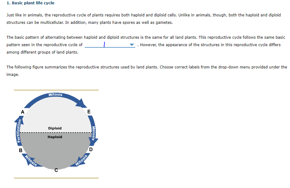 ### 1. Basic Plant Life Cycle

Just like in animals, the reproductive cycle of plants requires both haploid and diploid cells. Unlike in animals, though, both the haploid and diploid structures can be multicellular. In addition, many plants have spores as well as gametes.

The basic pattern of alternating between haploid and diploid structures is the same for all land plants. This reproductive cycle follows the same basic pattern seen in the reproductive cycle of _________. However, the appearance of the structures in this reproductive cycle differs among different groups of land plants.

The following figure summarizes the reproductive structures used by land plants. Choose correct labels from the drop-down menu provided under the image.

#### Diagram Explanation:
The diagram illustrates the alternating stages of haploid and diploid phases in the plant life cycle. 

- The cycle is depicted as a circular flow starting from fertilization (A), which forms a diploid zygote.
- The diploid phase is highlighted in the upper section, where it undergoes mitosis (B).
- Transitioning to another stage through meiosis (C) leads to the formation of haploid cells.
- These haploid cells undergo mitotic division (D) forming multicellular haploid structures.
- The cycle completes as these haploid structures (gametes) come together during fertilization (E) to begin a new cycle.

Circular arrows indicate the sequence of processes:
- Mitosis in both diploid and haploid phases.
- Meiosis transitioning from diploid to haploid.
- Fertilization transitioning from haploid to diploid.

This cyclical process in land plants defines the alternation of generations—a distinctive feature of their reproductive strategy.