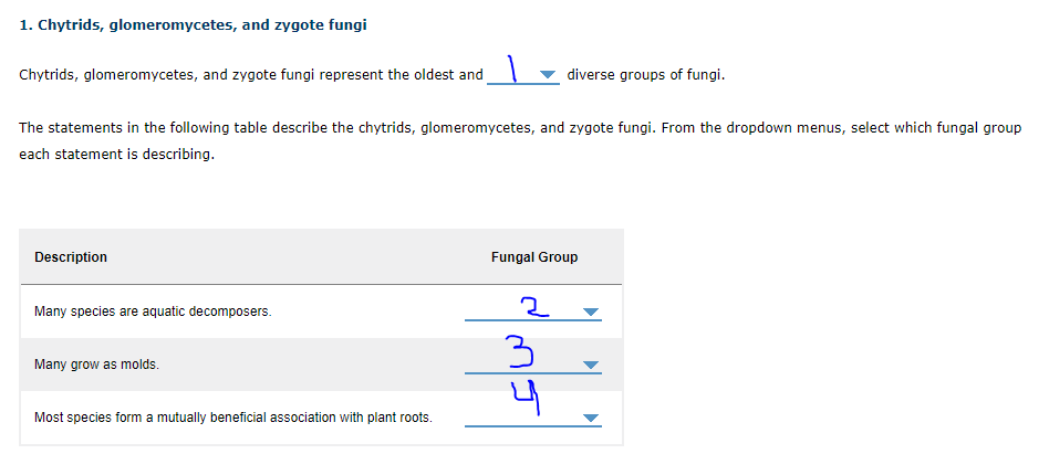 ### 1. Chytrids, glomeromycetes, and zygote fungi

Chytrids, glomeromycetes, and zygote fungi represent the oldest and **most** diverse groups of fungi.

The statements in the following table describe the chytrids, glomeromycetes, and zygote fungi. From the dropdown menus, select which fungal group each statement is describing.

| Description                                             | Fungal Group             |
| ------------------------------------------------------- | ------------------------ |
| Many species are aquatic decomposers.                   | **Chytrids**             |
| Many grow as molds.                                     | **Zygote fungi**         |
| Most species form a mutually beneficial association with plant roots. | **Glomeromycetes**       |

**Explanation of Diagrams:**

In the table, there are two columns: one labeled "Description" and the other labeled "Fungal Group." 

1. The "Description" column lists characteristics of different fungal species:
   - "Many species are aquatic decomposers."
   - "Many grow as molds."
   - "Most species form a mutually beneficial association with plant roots."

2. The "Fungal Group" column contains dropdown menus where you can select one of the three groups of fungi for each description. The user selections in the image identify specific fungal groups for each description:

   - For the description "Many species are aquatic decomposers," the selected fungal group is **Chytrids** (marked as 2 in the dropdown).
   - For the description "Many grow as molds," the selected fungal group is **Zygote fungi** (marked as 3 in the dropdown).
   - For the description "Most species form a mutually beneficial association with plant roots," the selected fungal group is **Glomeromycetes** (marked as 4 in the dropdown).