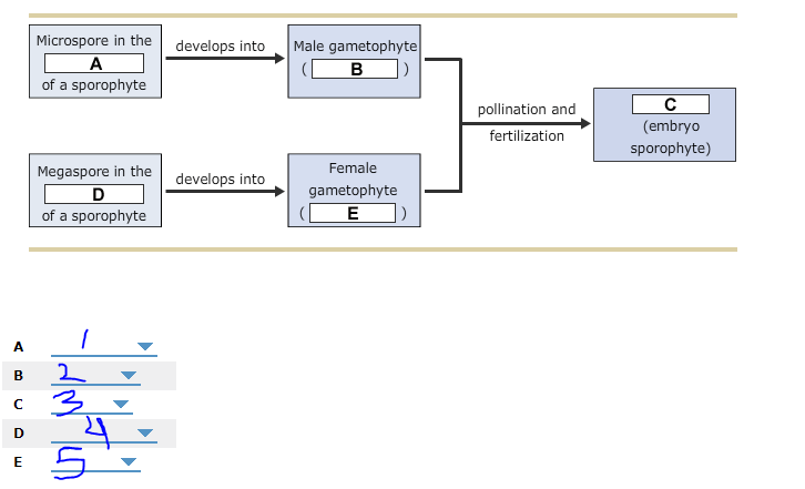 **Plant Life Cycle Diagram**

This diagram illustrates the development stages of a plant's life cycle, showing the progression from spores to gametophytes and ultimately to an embryo sporophyte through the processes of pollination and fertilization.

1. **Stage A**: Microspore in the **anther** of a sporophyte.
2. The microspore develops into a **male gametophyte** (**pollen grain**).
3. **Stage C**: Pollination and fertilization result in the formation of an **embryo sporophyte**.
4. **Stage D**: Megaspore in the **ovule** of a sporophyte.
5. The megaspore develops into a **female gametophyte** (**embryo sac**).

**Explanation of Diagram Elements**:
- **Microspore and Megaspore**: These are the spores produced by meiosis in the respective male and female structures (anther and ovule) of the plant.
- **Male and Female Gametophyte**: The gametophytes are the haploid structures that produce gametes (sperm and egg cells).
- **Pollination and Fertilization**: Pollination refers to the transfer of pollen grains to the female reproductive structure. Fertilization is the fusion of the sperm cell from the pollen grain with the egg cell in the embryo sac, leading to the formation of an embryo sporophyte.

This diagram highlights the key transitional steps in the life cycle of a typical flowering plant, focusing on the roles of microspores and megaspores in developing into their respective gametophytes, leading to successful fertilization and embryo development.