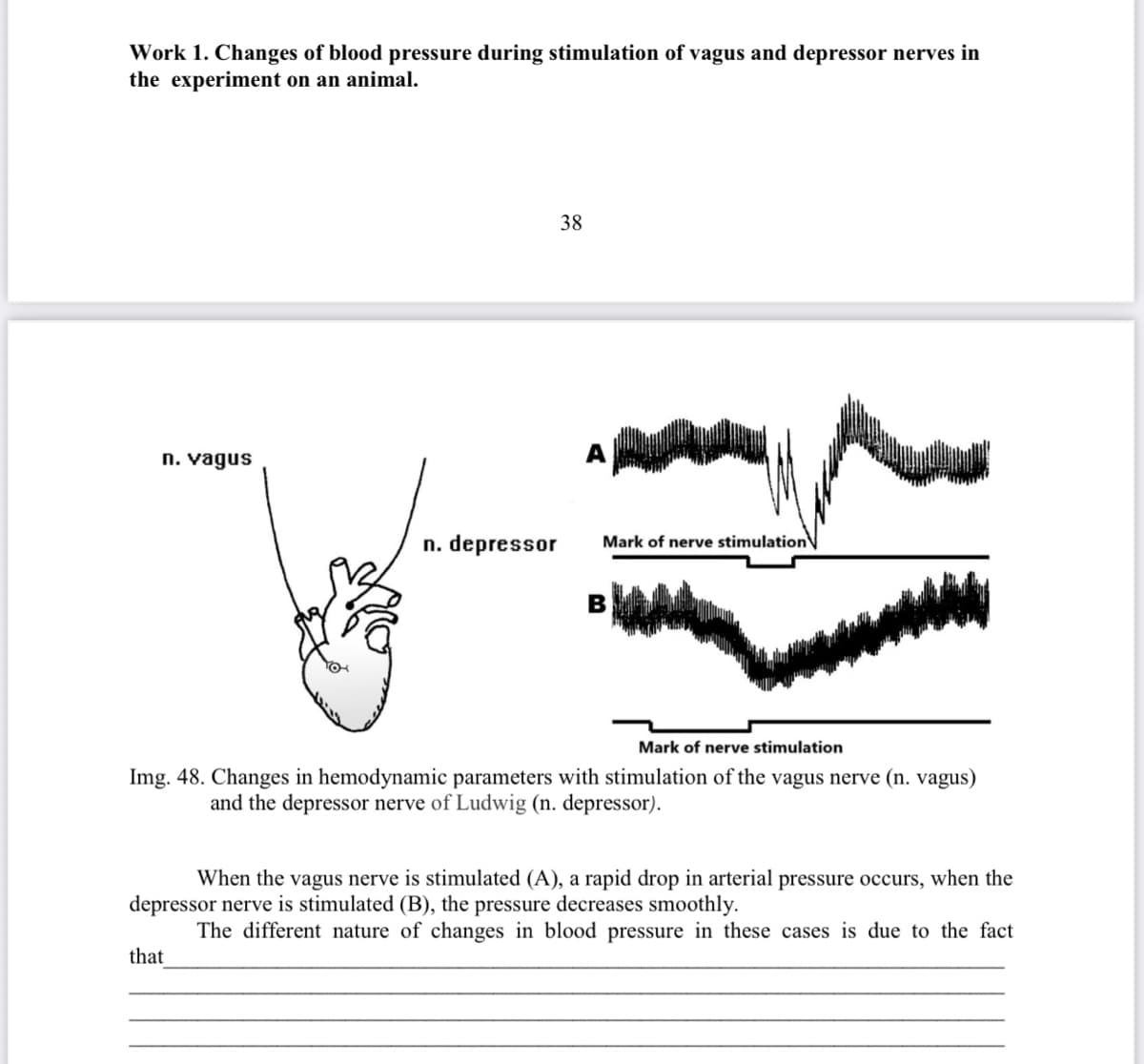 Work 1. Changes of blood pressure during stimulation of vagus and depressor nerves in
the experiment on an animal.
38
n. vagus
n. depressor
Mark of nerve stimulationV
Mark of nerve stimulation
Img. 48. Changes in hemodynamic parameters with stimulation of the vagus nerve (n. vagus)
and the depressor nerve of Ludwig (n. depressor).
When the vagus nerve is stimulated (A), a rapid drop in arterial pressure occurs, when the
depressor nerve is stimulated (B), the pressure decreases smoothly.
The different nature of changes in blood pressure in these cases is due to the fact
that
