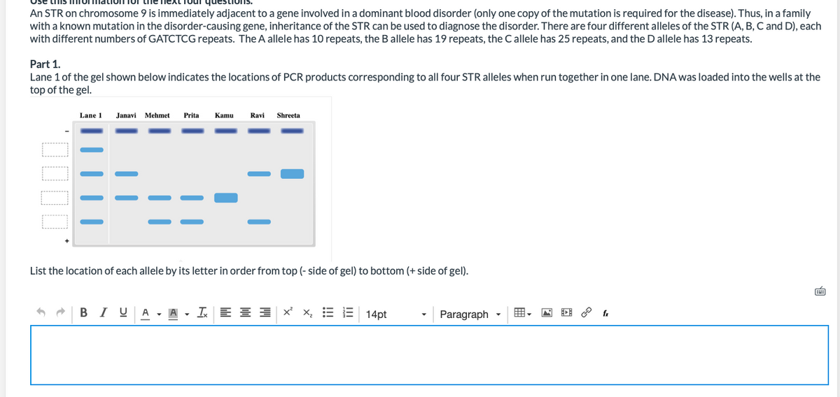 ques
An STR on chromosome 9 is immediately adjacent to a gene involved in a dominant blood disorder (only one copy of the mutation is required for the disease). Thus, in a family
with a known mutation in the disorder-causing gene, inheritance of the STR can be used to diagnose the disorder. There are four different alleles of the STR (A, B, C and D), each
with different numbers of GATCTCG repeats. The A allele has 10 repeats, the Ballele has 19 repeats, the Callele has 25 repeats, and the D allele has 13 repeats.
Part 1.
Lane 1 of the gel shown below indicates the locations of PCR products corresponding to all four STR alleles when run together in one lane. DNA was loaded into the wells at the
top of the gel.
Lane 1
Janavi Mehmet
Prita
Кamu
Ravi
Shreeta
List the location of each allele by its letter in order from top (- side of gel) to bottom (+ side of gel).
BI U
A - A - I E E 3 x x, = E 14pt
Paragraph
曲、

