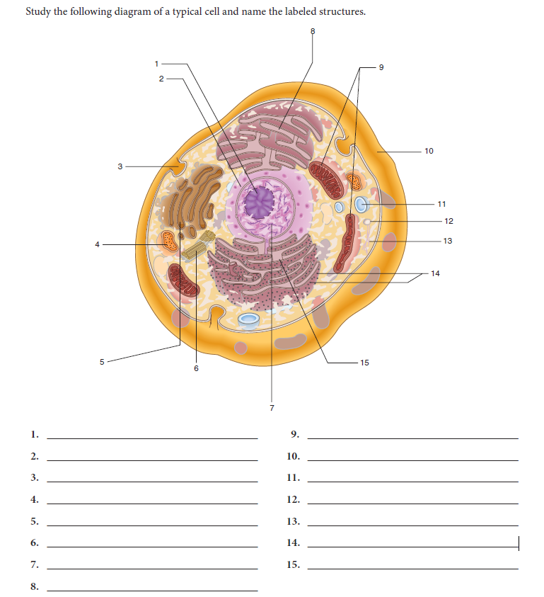 Study the following diagram of a typical cell and name the labeled structures.
8
1
9.
2
10
3
11
12
13
14
15
7
1.
2.
10.
3.
11.
4.
12.
5.
13.
6.
14,
7.
15.
8.
9.
LO
