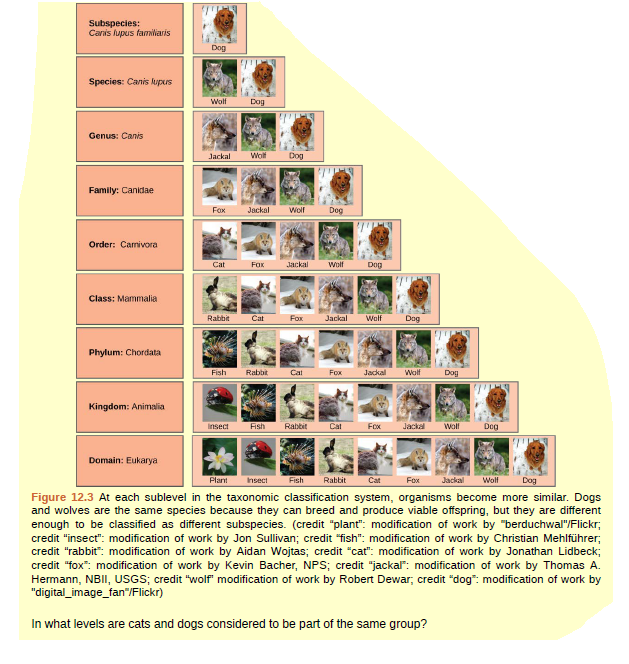 Subspecies:
Canis lupus familaris
Dog
Species: Canis lupurs
Wolf
Dog
Genus: Canis
Jackal
Wolf
Dog
Family: Canidae
Fox
Jackal
Wolf
Dog
Order: Camivora
Cat
FOr
Jackal
Wolf
Dog
Class: Mammalia
Rabbit
Cat
Fox
Jackal
Wolf
Dog
Phylum: Chordata
Fish
Rabbit
Cal
Jackal
Wolf
Fox
Dog
Kingdom: Animalia
Insect
Fish
Rabbit
Cat
Fox
Jackal
Woll
Dog
Domain: Eukarya
Fish
Dog
Plant
Insect
Rabbit
Cat
Fox
Jackal
Wlf
Figure 12.3 At each sublevel in the taxonomic classification system, organisms become more similar. Dogs
and wolves are the same species because they can breed and produce viable offspring, but they are different
enough to be classified as different subspecies. (credit "plant": modification of work by "berduchwal"/Flickr;
credit "insect": modification of work by Jon Sullivan; credit "fish": modification of work by Christian Mehlführer;
credit "rabbit": modification of work by Aidan Wojtas; credit "cat": modification of work by Jonathan Lidbeck;
credit "fox": modification of work by Kevin Bacher, NPS; credit "jackal: modification of work by Thomas A.
Hermann, NBII, USGS; credit "wolf" modification of work by Robert Dewar, credit "dog": modification of work by
"digital_image_fan"/Flickr)
In what levels are cats and dogs considered to be part of the same group?
