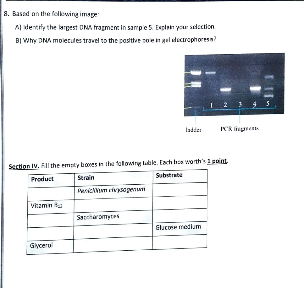 8. Based on the following image:
A) Identify the largest DNA fragment in sample 5. Explain your selection.
B) Why DNA molecules travel to the positive pole in gel electrophoresis?
1
2 3 4 5
ladder
PCR fragments
Section IV. Fill the empty boxes in the following table. Each box worth's 1 point.
Product
Strain
Substrate
Penicillium chrysogenum
Vitamin B12
Saccharomyces
Glucose medium
Glycerol
