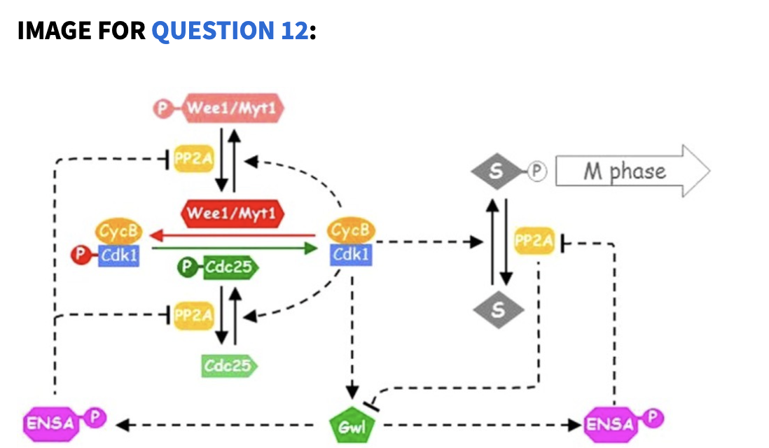 IMAGE FOR QUESTION 12:
Wee1/Myt1
H PP2A
M phase
Wee1/Myt1
CycB
GycB
PP2A
Cdk1
Cdk1
P Cdc25
H PP2A
Cdc25
ENSA
Gwl
ENSA
