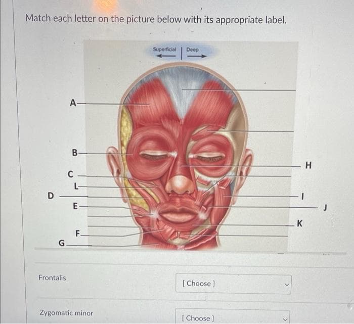 Match each letter on the picture below with its appropriate label.
D
G
Frontalis
A-
B-
C
E
F.
Zygomatic minor
Superficial
Deep
[Choose ]
[Choose ]
H
1
K