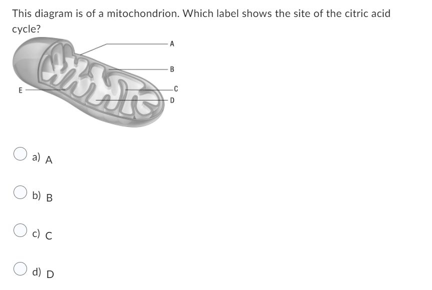 This diagram is of a mitochondrion. Which label shows the site of the citric acid
cycle?
E
a) A
Ob) B
Occ
O d) D
miss
A
B
D