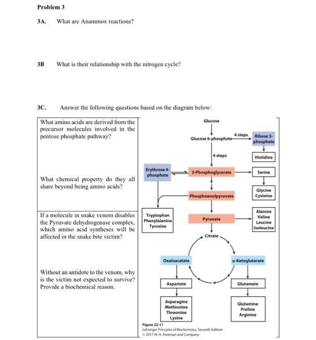 Problem 3
3A. What are Anammox reactions?
3B
What is their relationship with the nitrogen cycle?
3C.
Answer the following questions based on the diagram below:
What amino acids are derived from the
precursor molecules involved in the
pentose phosphate pathway?
Glucose
4 steps RiboseS
Glucose 6-phosphate-
phosphate
4 steps
Histidine
Erythrose 4
phosphate
3-Phosphoglycerate
Serine
What chemical property do they all
share beyond being amino acids?
Glycine
Cysteine
Phosphoenolpyruvate
Alanine
If a molecule in snake venom disables
the Pyruvate dehydrogenase complex, Phenylalanine
which amino acid syntheses will be
affected in the snake bite victim?
Tryptophan
Valine
Pyruvate
Leucine
Tyrosine
Isoleucine
Citrate
Oxaloacetate
a-Ketoglutarate
Without an antidote to the venom, why
is the victim not expected to survive?
Provide a biochemical reason.
Aspartate
Glutamate
Asparagine
Methionine
Glutamine
Proline
Arginine
Threonine
Lysine
Figure 22-11
Lehninger Principles of Bochemistry. Severnth Edition
2017 W, H. Freeman and Company
