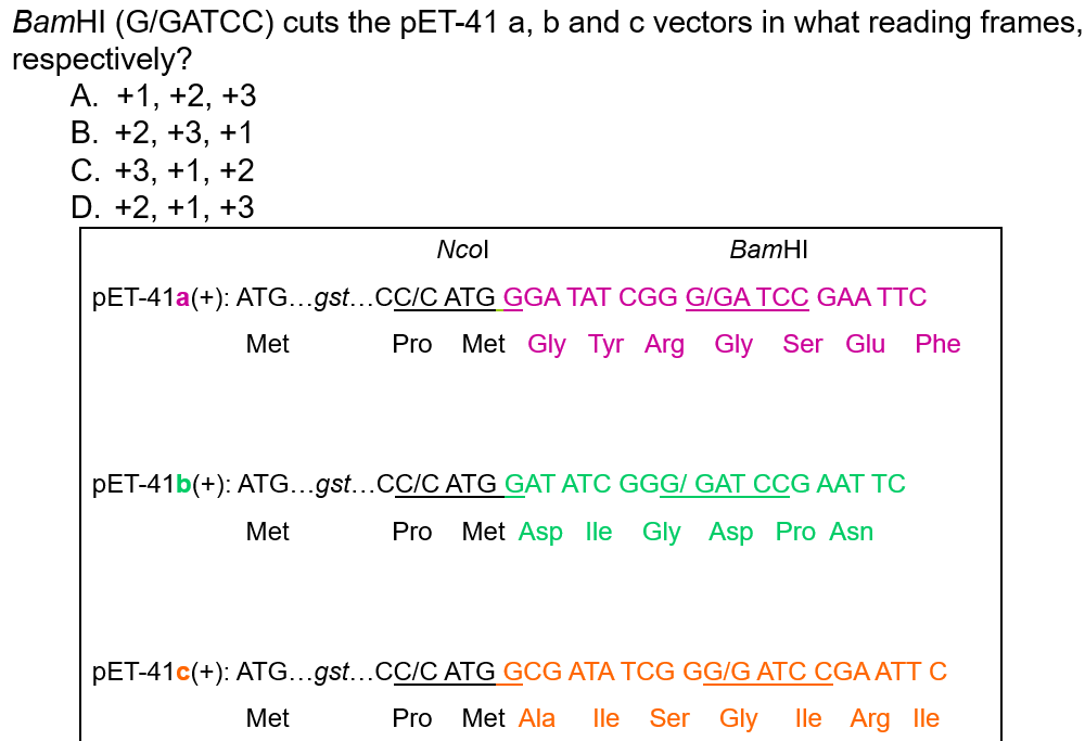 BamHI (G/GATCC) cuts the pET-41 a, b and c vectors in what reading frames,
respectively?
A. +1, +2, +3
B. +2, +3, +1
C. +3, +1, +2
D. +2, +1, +3
Ncol
BamHI
PET-41a(+): ATG...gst...CC/C ATG GGA TAT CGG G/GA TCC GAA TTC
Pro Met Gly Tyr Arg Gly Ser Glu Phe
Met
PET-41b(+): ATG...gst...CC/C ATG GAT ATC GGG/GAT CCG AAT TC
Pro Met Asp lle Gly Asp Pro Asn
Met
PET-41c(+): ATG...gst...CC/C ATG GCG ATA TCG GG/G ATC CGA ATT C
Pro Met Ala lle Ser Gly lle Arg lle
Met