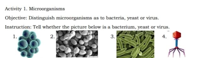 Activity 1. Microorganisms
Objective: Distinguish microorganisms as to bacteria, yeast or virus.
Instruction: Tell whether the picture below is a bacterium, yeast or virus.
1.
2.
3.
4.
