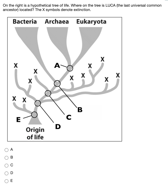 On the right is a hypothetical tree of life. Where on the tree is LUCA (the last universal common
ancestor) located? The X symbols denote extinction.
Bacteria
Archaea Eukaryota
A
X
X
X
х х
хх
`B
E
D
Origin
of life
A
O E
B.
