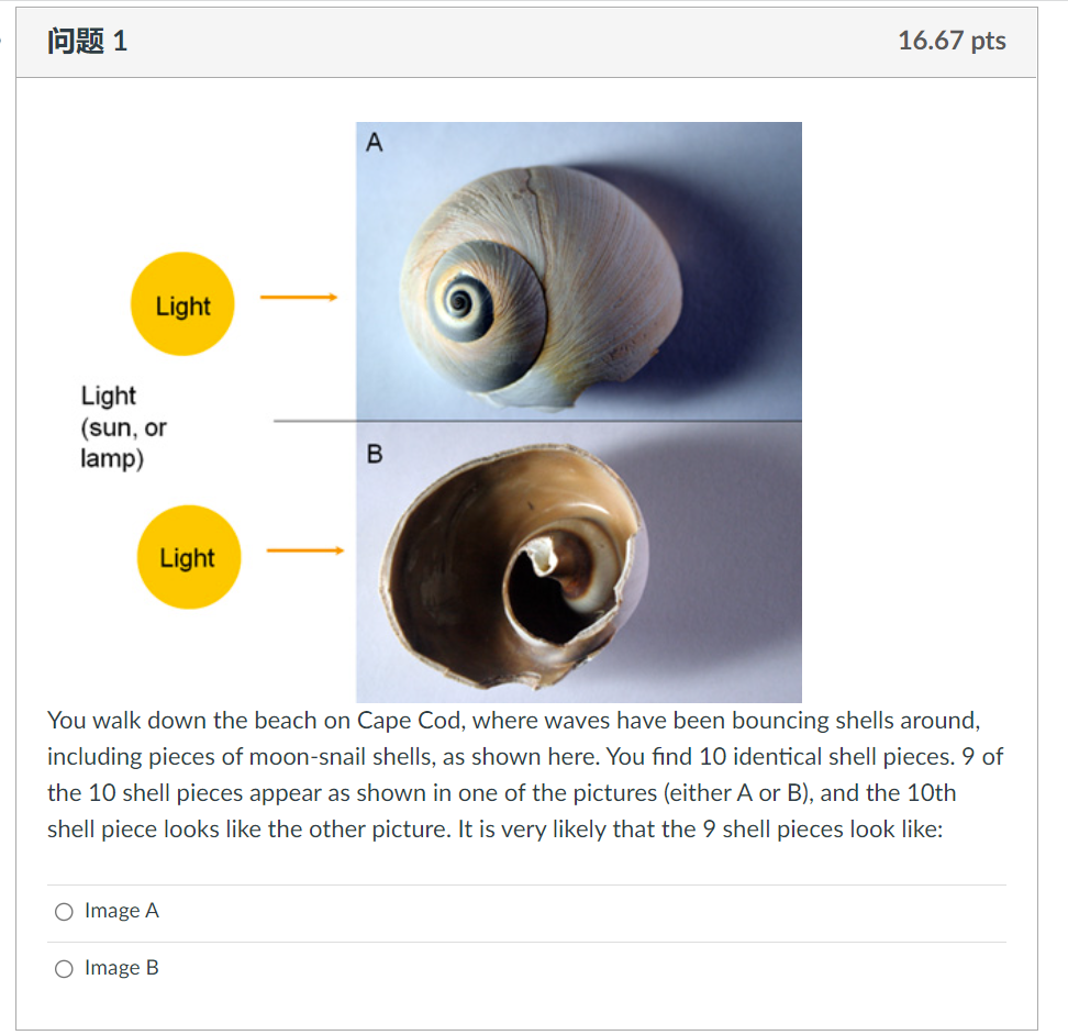 问题1
Light
Light
(sun, or
lamp)
O Image A
Light
O Image B
A
B
You walk down the beach on Cape Cod, where waves have been bouncing shells around,
including pieces of moon-snail shells, as shown here. You find 10 identical shell pieces. 9 of
the 10 shell pieces appear as shown in one of the pictures (either A or B), and the 10th
shell piece looks like the other picture. It is very likely that the 9 shell pieces look like:
16.67 pts