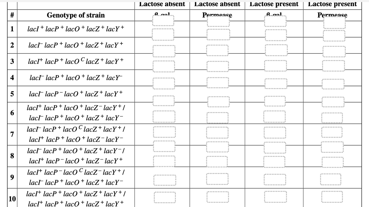 #
Genotype of strain
1
lacI + lacPlacO + lacZ + lacY+
2
lac lacPlacO + lacZ + lacY+
3
lacI+ lacP + laco C lacZ + lacY+
4 lac lacPlacO + lacZ + lacy
10
5
lac lacP lacO + lacZ + lacY+
lacl lacPlacO + lacZ-lacY+/
6
lac
lacPlacO + lacZ + lacY-
Lactose absent Lactose absent
Lactose present
Lactose present
Permease
Rogal
Permease
7
8
10
lac lacp+ lacO © lacZ + lacY+/
lacl lacPlacO + lacZ¯lacY-
lac lacP + lacO + lacZ + lacY¯/
lacI+ lacP-lacO+ lacZ-lacY+
lacı+ lacP-lacO© lacZ¯lacY+/
lack lacP+ lacO + lacZ + lacY-
lacl lacPlacO + lacZ + lacY+/
lacI+ lacP + lacO + lacZ + lacY+