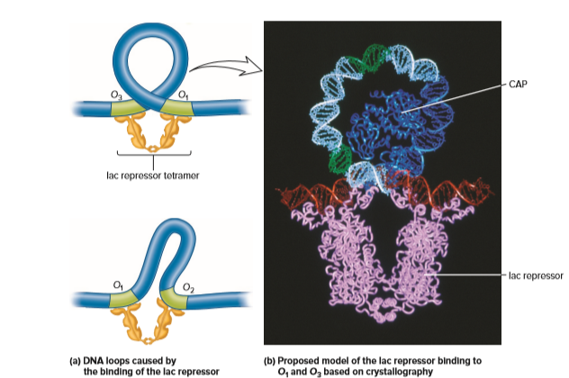 CAP
lac ropressor tetramor
lac reprossor
(a) DNA loops caused by
the binding of the lac repressor
(b) Proposed model of the lac repressor binding to
O, and O, based on crystallography
