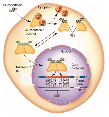 Glucocorticold
Cytoplasm HS
90
HSP
90
HSP
90
HSP
90
Glucocorticold
receptor
NLS
ఇ
Nuclous
Core
Nuclear
promoter
pore
3'
AGACA TAT,CT
TC TT ACA GA
Target
gene
3'1
GRE
