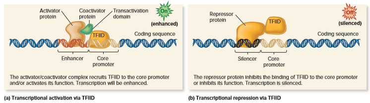 Transactivation
domain
Repressor
protein
protein
Activator
proteln
Coactivator
TEIID
(enhanced)
Coding sequenco
(sllenced)
Coding soquence
TEID
Enhancer
Core
promoter
Silencer
promoter
The activator/coactivator complex recrults TFID to the core promoter
and/or activates Its function. Transcription will be enhanced.
The repressor proteln Inhibits the binding of TFIID to the core promoter
or Inhibits Its function. Transcription Is silenced.
(a) Transcriptional activation via TFIID
(b) Transcriptional reprossion vla TFIID
