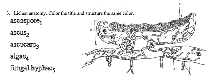 3. Lichen anatomy. Color the title and structure the same color.
ascospore1
ascus2
ascocarp3
algae4
fungal hyphae,
