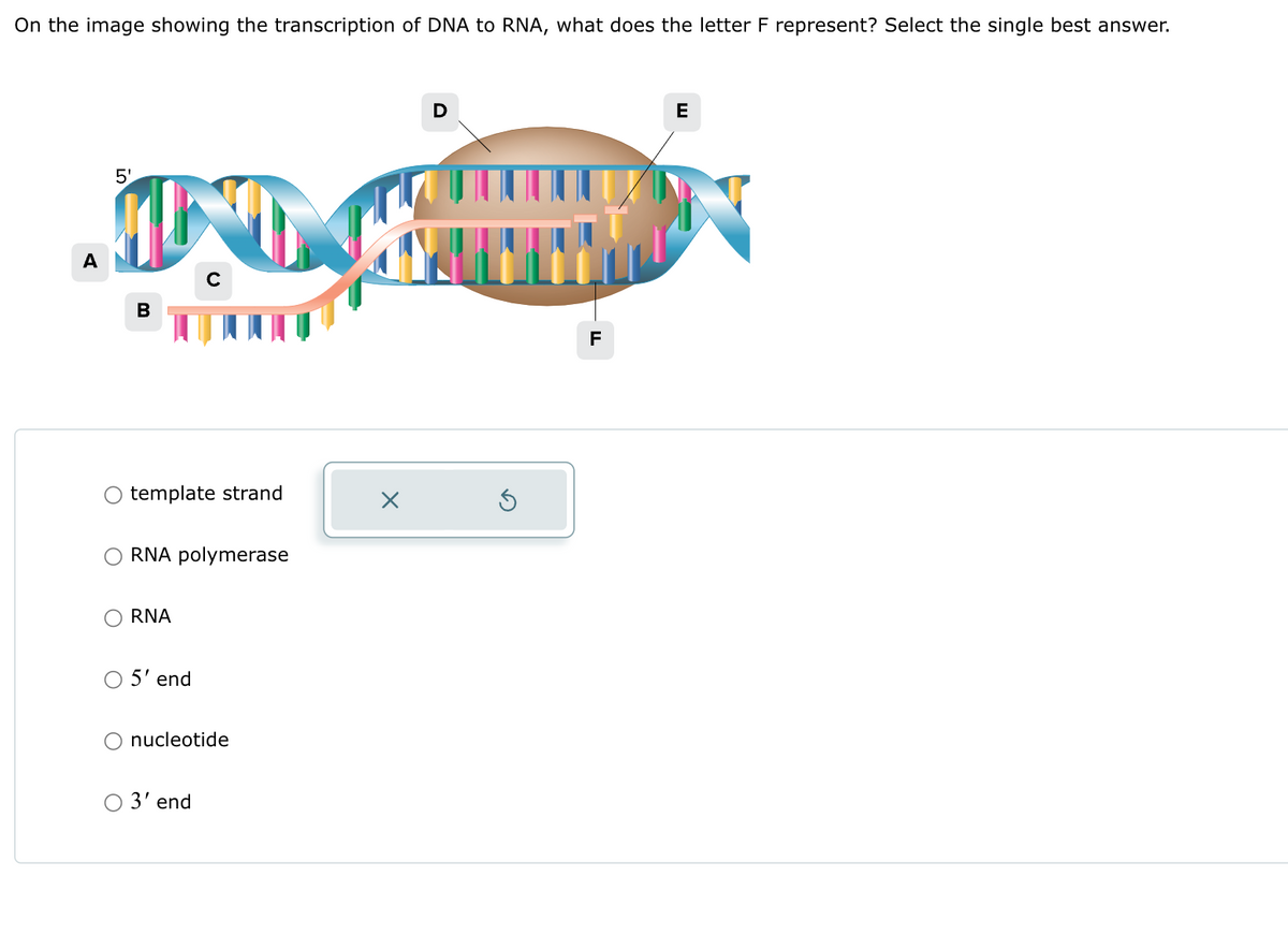 On the image showing the transcription of DNA to RNA, what does the letter F represent? Select the single best answer.
5'
A
B
C
template strand
RNA polymerase
RNA
5' end
nucleotide
3' end
☑
D
F
E