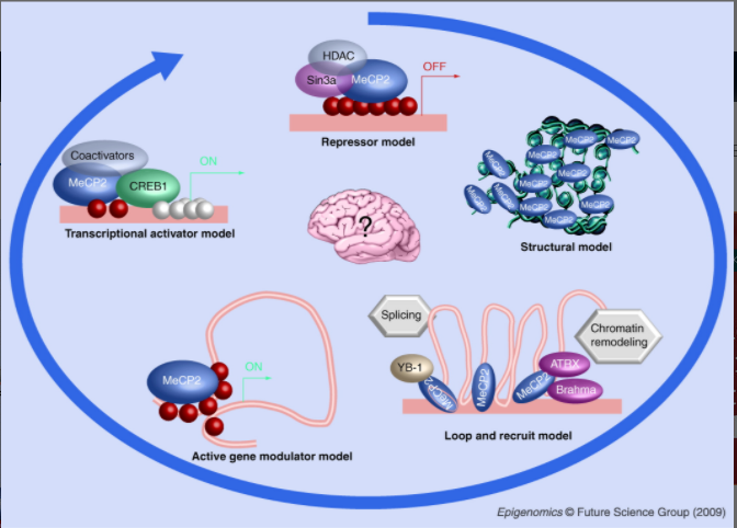 HDAC
OFF
Sin3a MeCP2
Repressor model
Coactivators
MeCP2 CREB1
ON
Transcriptional activator model
Structural model
Splicing
Chromatin
remodeling
ATRX
ON
YB-1
MECP2
Brahma
MeCP2
Loop and recruit model
Active gene modulator model
Epigenomics © Future Science Group (2009)
