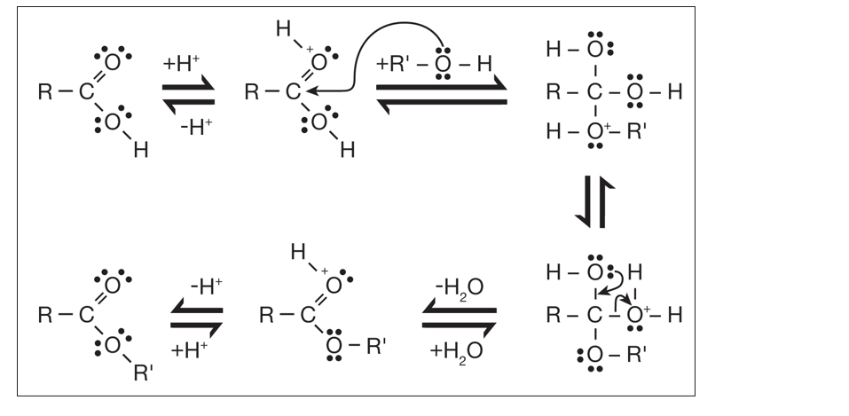 R-C
o=0:
:0
=0:
R-C
:0°•
H
R'
+H+
1L
-H+
-H+
+H+
H
=O
R-C-
H
H
=O
R-C
+R' - O - H
O-R'
-H₂O
+H₂O
H-Ö:
I
R-C-O-H
H-O-R¹
H-OH
A!
R-C-O-H
I
:0 - R'