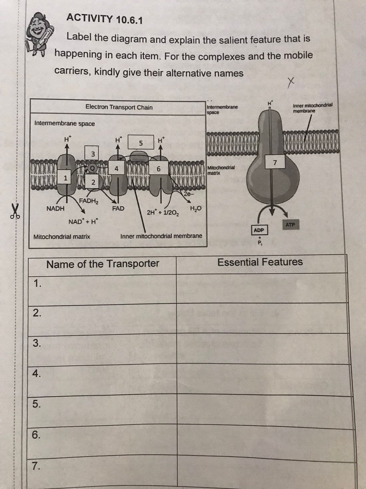 ACTIVITY 10.6.1
Label the diagram and explain the salient feature that is
happening in each item. For the complexes and the mobile
carriers, kindly give their alternative names
Electron Transport Chain
Intermembrane
space
Inner mitochondrial
membrane
Intermembrane space
H*
3
7
Mitochondrial
matrix
2e
FADH2
NADH
FAD
2H*+ 1/202
H,0
NAD* + H*
ATP
ADP
Mitochondrial matrix
Inner mitochondrial membrane
P,
Name of the Transporter
Essential Features
1.
3.
4.
6.
7.
4.
2.
2.
5.
