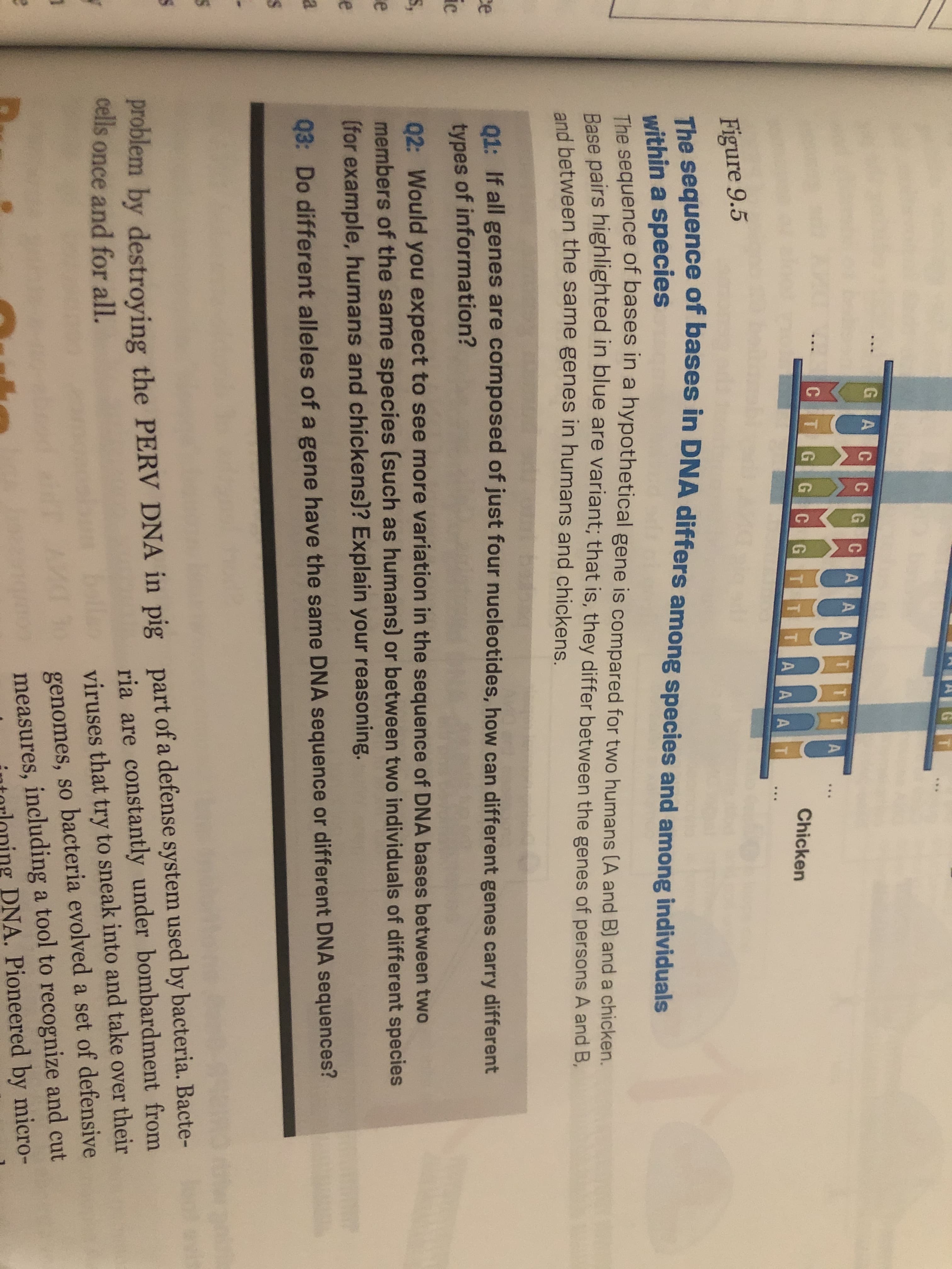 01: If all genes are composed of just four nucleotides, how can different genes carry different
types of information?
02: Would you expect to see more variation in the sequence of DNA bases between two
members of the same species (such as humans) or between two individuals of different species
(for example, humans and chickens)? Explain your reasoning.
Q3: Do different alleles of a gene have the same DNA sequence or different DNA sequences?
