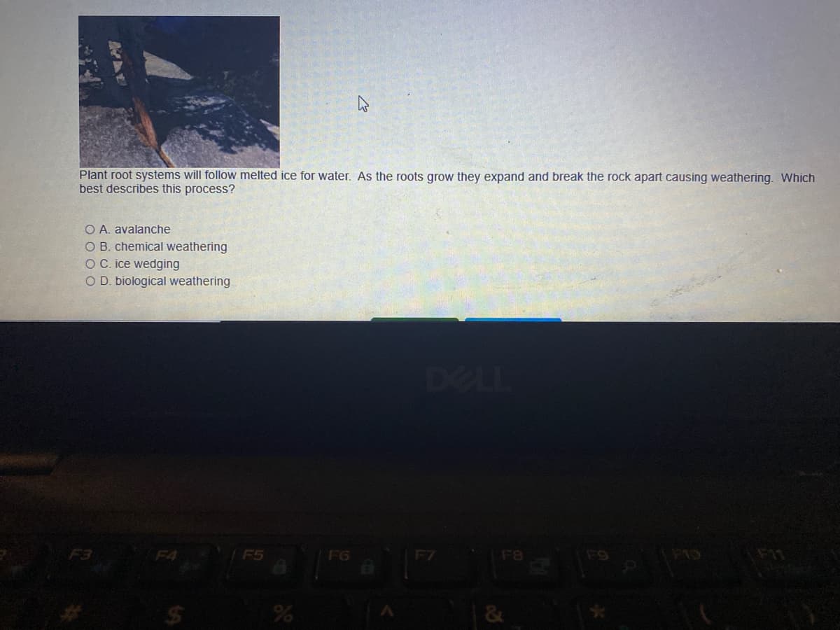 Plant root systems will follow melted ice for water. As the roots grow they expand and break the rock apart causing weathering. Which
best describes this process?
O A. avalanche
B. chemical weathering
O C. ice wedging
O D. biological weathering
DELL
F4
F5
F6
F7
F8
F9
F13
