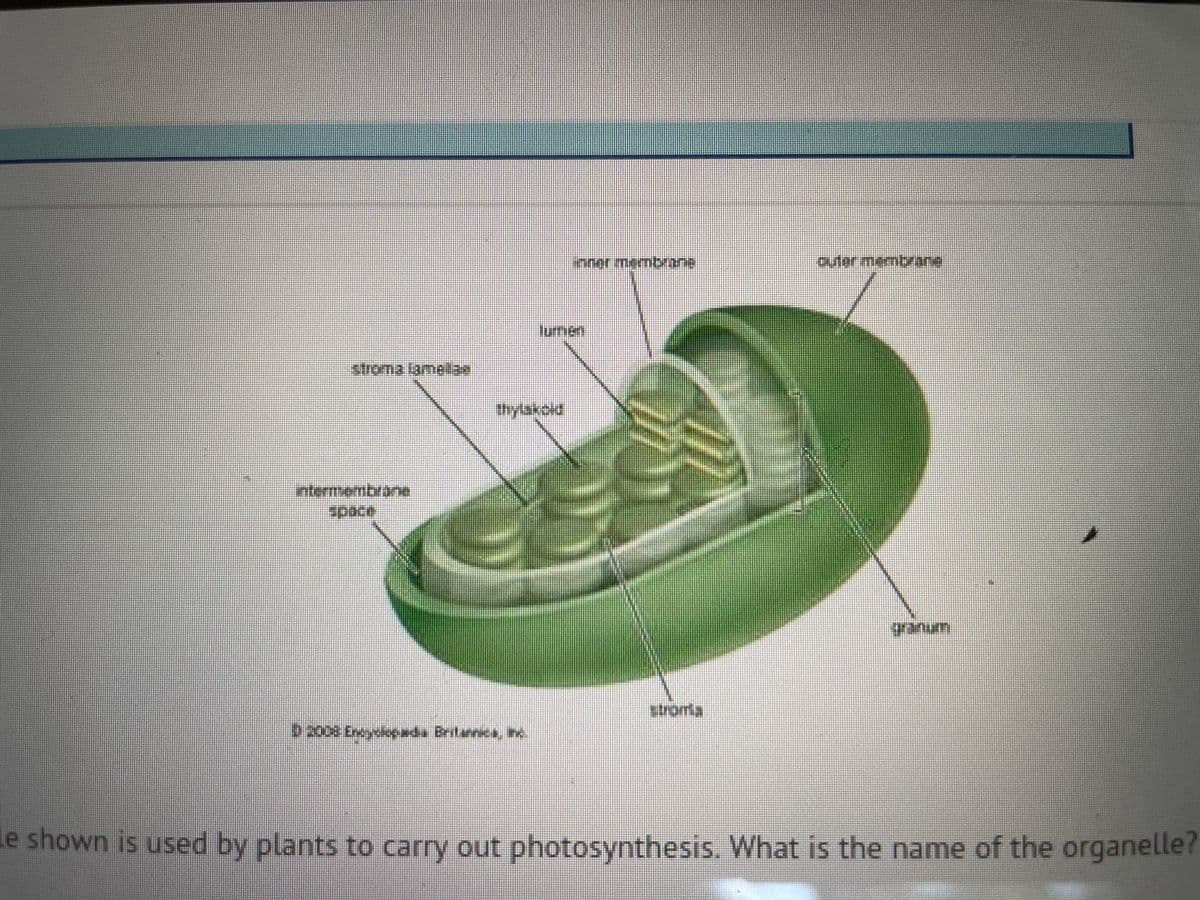 inner mem ane
auter membrane
lurmen
lumen
stroma lamelae
thylakod
intermembrane
granum
stroma
D2008 Encyslopds Britannica, t.
Le shown is used by plants to carry out photosynthesis. What is the name of the organelle?

