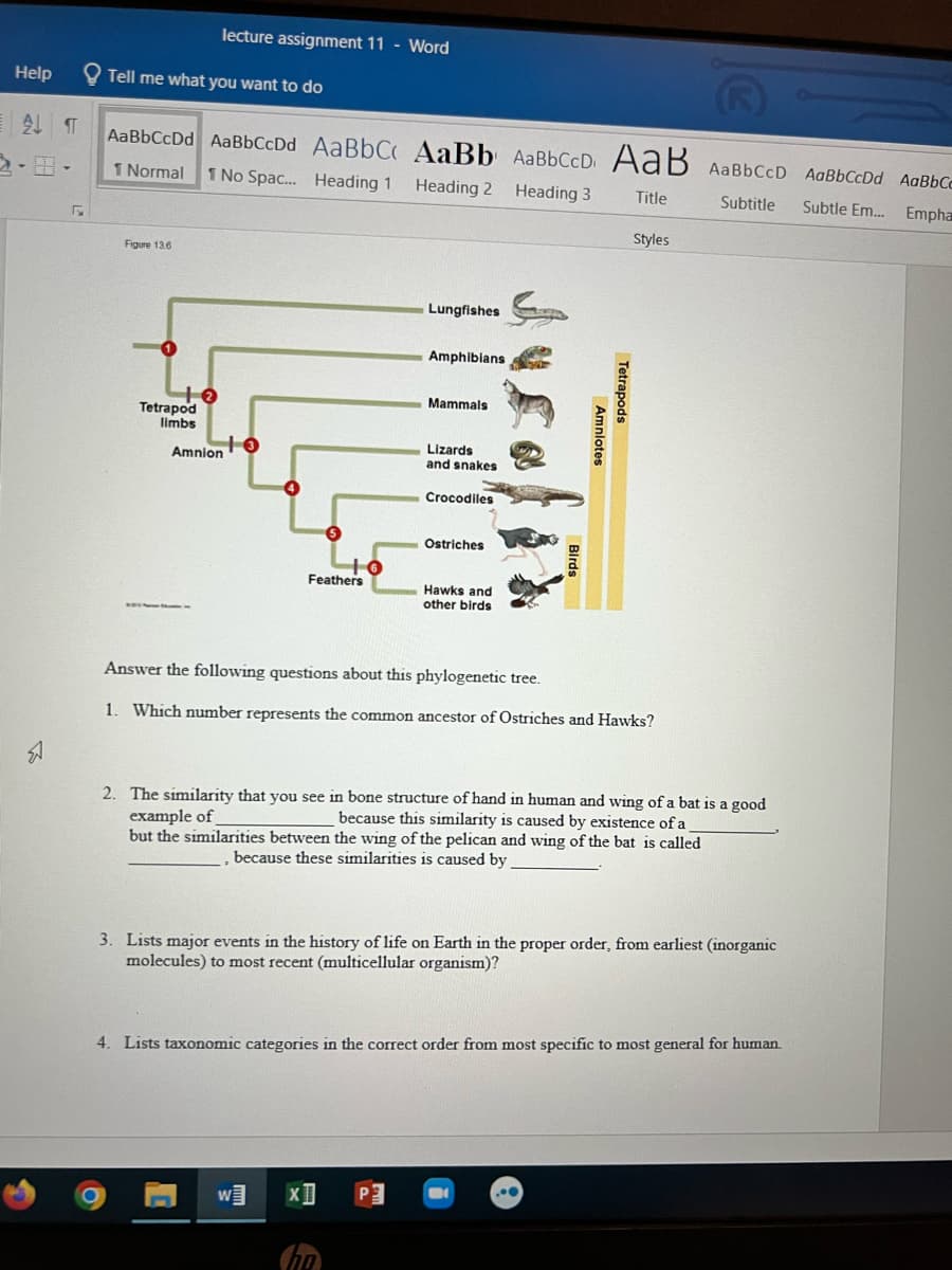 Help
AL ST
5
lecture assignment 11 - Word
Tell me what you want to do
AaBbCcDd AaBbCcDd AaBbC AaBb AaBb CcD AaB
1 Normal 1 No Spac... Heading 1
Heading 2 Heading 3
Title
Styles
Figure 13.6
Lungfishes
Amphibians
Mammals
Amnion
Lizards
and snakes
Crocodiles
Ostriches
Feathers
Hawks and
other birds
Answer the following questions about this phylogenetic tree.
1. Which number represents the common ancestor of Ostriches and Hawks?
2. The similarity that you see in bone structure of hand in human and wing of a bat is a good
example of
because this similarity is caused by existence of a
but the similarities between the wing of the pelican and wing of the bat is called
because these similarities is caused by
3. Lists major events in the history of life on Earth in the proper order, from earliest (inorganic
molecules) to most recent (multicellular organism)?
4. Lists taxonomic categories in the correct order from most specific to most general for human.
..
W
O
XI
Tetrapod
limbs
+0
Amniotes
Tetrapods
AaBbCcD AaBbCcDd AaBbCc
Subtitle
Subtle Em... Empha