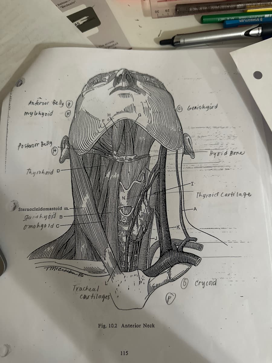 Anterior Belly
mylohyoid
Posterior Belly
below-
"Redeem".
Thyrohoid
Sternocleidomastoid m.
Sterohy ord B
omohyoid c-
45
ecracken 86
The access
product
Tracheal
cartilages
Fig. 10.2 Anterior Neck
115
0E
62
31-99632475199
Geniohyid
·T·
-A
6
SO IN IN
Hyrid Bone
Thyroid Cartilage
crycoid