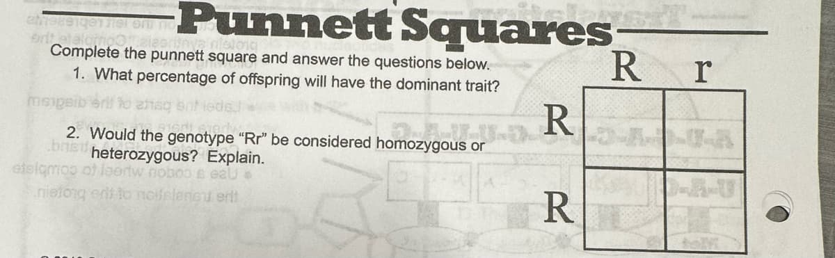 Punnett Squares
ame291qen e or no
erit etalampaies
Complete the punnett square and answer the questions below.
1. What percentage of offspring will have the dominant trait?
msipsib eril to chaq
2. Would the genotype "Rr" be considered homozygous or
brist heterozygous? Explain.
atsigmoo of leedw noboo & eau
nietong ent to nolielement erit
R
R
R
r