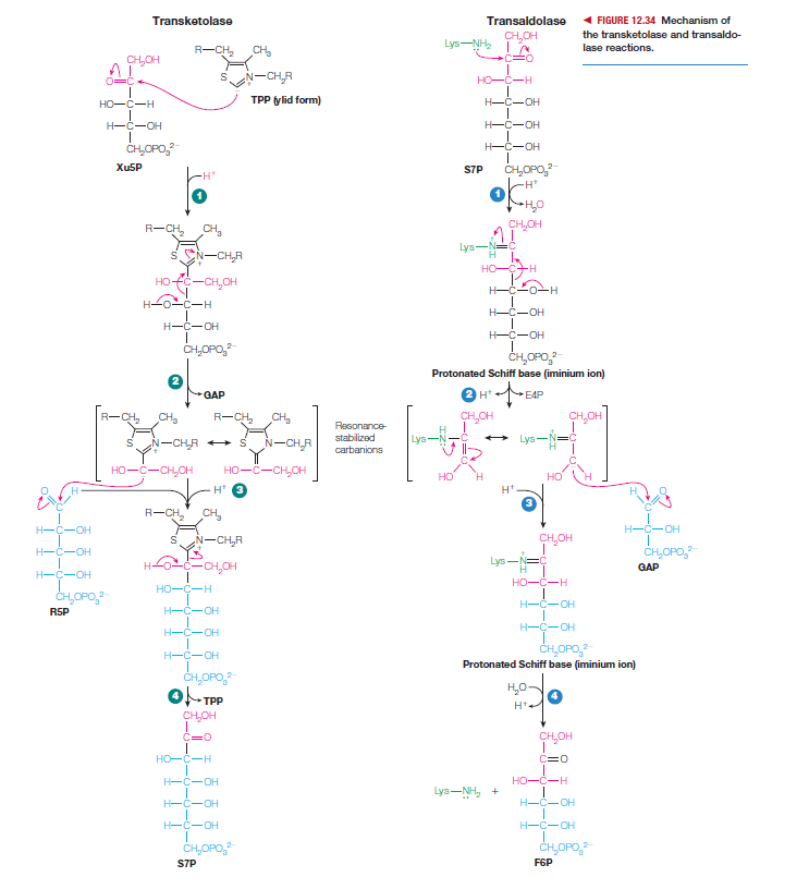 Transketolase
Transaldolase
1 FIGURE 12.34 Mechanism of
CH,OH
the transketolase and transaldo-
Lys-NH,
lase reactions.
R-CH,
CH,
CH,OH
N-CH,R
HO-C-H
HO-C-H
ТРP ylid form)
H-C-OH
H-C-OH
H-C-OH
CH,OPO,-
H-C-OH
CH,OPO,-
Xu5P
S7P
-H*
R-CH,
CH,
CH,CH
Lys
SN-CH,R
Но
HOFC-CH,OH
H-2o-c-H
H-C-OH
H-C-OH
H-C-OH
CH,OPO,
Protonated Schiff base (iminium ion)
GAP
2 H*
E4P
R-CH,
CH,
R-CH,
CH,
CH,CH
CH,OH
Resonance-
N-CHR + S
N-CHR
stabilized
Lys
Lys
carbanions
HO-C-CH,OH
HO-C-CH,OH
H* 3
R-CH,
CH,
H--OH
H-Ç-OH
-CH,R
CH,OPO,
H-C-OH
Lys -=
-CH,OH
GAP
H-C-OH
HO-C-H
HO-Ç-H
CH,OPO,2-
H-C-OH
RSP
H-C-OH
H-Ç-OH
H-C-OH
CH,OPO,
H-C-OH
Protonated Schiff base (iminium ion)
H,0-
TPP
H*
CH,OH
CHOH
HO-C-H
C=0
H-C-OH
HO-C-H
Lys-NH, +
H--OH
H-C-OH
H-C-OH
H-C-OH
CH,OPO,
CHOPO,-
S7P
F6P
