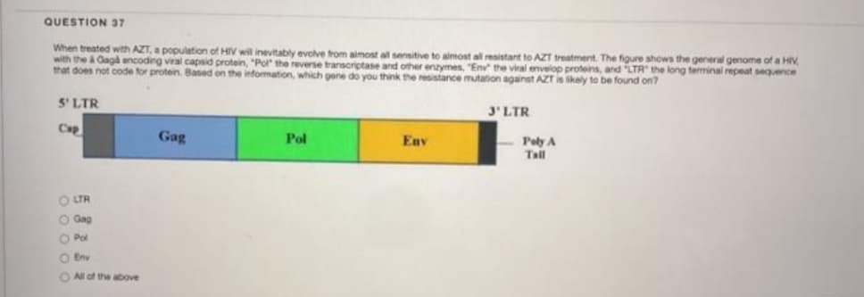 QUESTION 37
When treated with AZT, a population of HIV will inevitably evove trom aimost all sennitive to almost al resistant to AZT treatment. The figure shows the general genome of a HIV
with the a Gaga encoding viral capsid protein, "Pol" the reverse transcriptase and other enzymes, "Env the viral enveiop proteins, and LTR the long terminal repeat sequence
that does not oode for protein. Based on the information, which gene do you think the resistance mutation against AZT is ikely to be found on?
5' LTR
J'LTR
Gag
Pol
Env
Poly A
Tail
O LTR
O Gag
O Pol
O Env
O Nl ot the above
