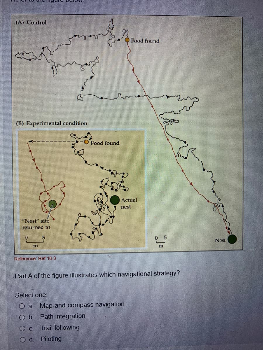 (A) Control
Food found
(B) Experimental condition
Food found
Actual
nest
"Nest" site
returned to
0 5
Nest
m
Reference: Ref 18-3
Part A of the figure illustrates which navigational strategy?
Select one:
Map-and-compass navigation
Ob.
Path integration
Oc.
Trail following
Od.
Piloting
