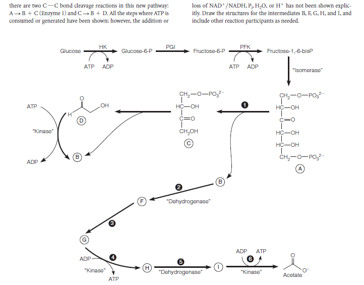 there are two C-C bond cleavage reactions in this new pathway:
A-B + C(Enzyme 1) and C → B + D. All the steps where ATP is
consumed or generated have been shown; however, the addition or
loss of NAD* /NADH, P, H,0, or H* has not been shown explic-
itly. Draw the structures for the intermediates B, F, G, H, and I, and
include other reaction participants as needed.
HK
PGI
PFK
Glucose
Glucose-6-P
Fructose-6-P
Fructose-1,-6-bisP
АТР
ADP
АТР
ADP
"Isomerase"
CH,-0-PO,-
CH,-0-PO,2-
ATP
OH
HC-OH
HC-OH
C=0
C=0
"Kinase"
CH,OH
HC-OH
HC-OH
CH,-0-PO,2-
ADP
B
"Dehydrogenase"
ADP
ATP
ADP
6
H
"Dehydrogenase"
"Kinase"
"Kinase"
Acetate
ATP
