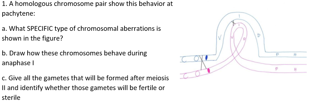 1. A homologous chromosome pair show this behavior at
pachytene:
a. What SPECIFIC type of chromosomal aberrations is
shown in the figure?
b. Draw how these chromosomes behave during
c ove
anaphase I
c. Give all the gametes that will be formed after meiosis
Il and identify whether those gametes will be fertile or
sterile
