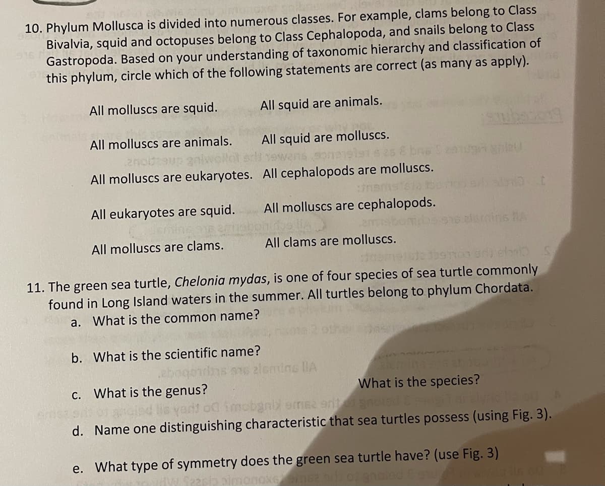 10. Phylum Mollusca is divided into numerous classes. For example, clams belong to Class
Bivalvia, squid and octopuses belong to Class Cephalopoda, and snails belong to Class
Gastropoda. Based on your understanding of taxonomic hierarchy and classification of
this phylum, circle which of the following statements are correct (as many as apply).
All molluscs are squid.
All squid are animals.
All molluscs are animals.
All squid are molluscs.
All molluscs are eukaryotes. All cephalopods are molluscs.
All eukaryotes are squid.
All molluscs are cephalopods.
rins RA
All molluscs are clams.
All clams are molluscs.
11. The green sea turtle, Chelonia mydas, is one of four species of sea turtle commonly
found in Long Island waters in the summer. All turtles belong to phylum Chordata.
a. What is the common name?
b. What is the scientific name?
Iemins IA
C. What is the genus?
What is the species?
imobgniy eme2 n gno
d. Name one distinguishing characteristic that sea turtles possess (using Fig. 3).
e. What type of symmetry does the green sea turtle have? (use Fig. 3)
