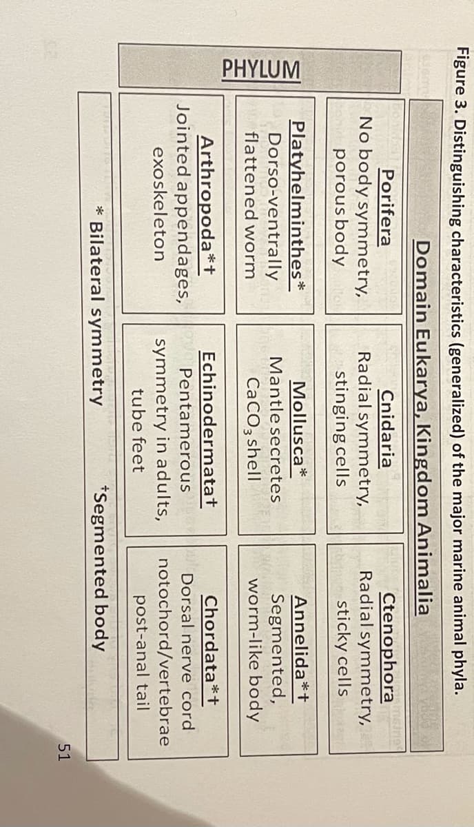 PHYLUM
Figure 3. Distinguishing characteristics (generalized) of the major marine animal phyla.
Domain Eukarya, Kingdom Animalia
Porifera
No body symmetry,
Cnidaria
Radial symmetry,
stinging cells
Ctenophoraines
Radial symmetry,
porousbody
sticky cells
Platyhelminthes*
Dorso-ventrally
Annelida*+
Segmented,
worm-like body
Mollusca*
Mantle secretes
flattened worm
CACO3 shell
Arthropoda*+
Jointed appendages,
Echinodermatat
Chordata*t
Pentamerous
Dorsal nerve cord
notochord/vertebrae
symmetry in adults,
tube feet
exoskeleton
post-anal tail
* Bilateral symmetry
*Segmented body
51
