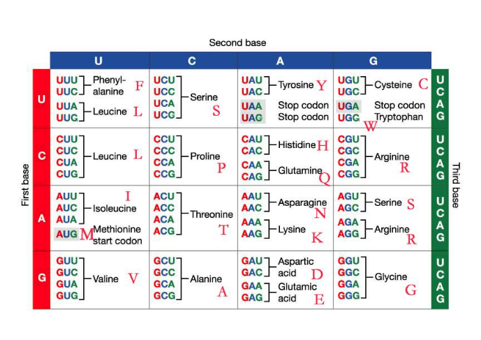 First base
U
с
U
UUU Phenyl-
UUC] alanine
G
CUU
CUC
CUA
CUG
AUU
AUC
A AUA,
UCA
UUA-Leucine Lucc]
F
GUU
GUC
GUA
GUG
-Leucine L
I
-Isoleucine
UCU
UCC
ACU
ACC
ACA
AUG MMethionine ACG
start codon
-Valine V
CCU
CCC
CCA
CCG
GCU
GCC
GCA
GCG
с
Second base
-Serine
S
-Proline
P
-Threonine
-Alanine
A
-Tyrosine Y
UAA
Stop codon
UAG Stop codon
A
UAUT
UAC.
CAUT
CAC
САА
TAAG-Lysine
UGUT
UGC_
UGA
UGG
Histidine H
CGA
CAG-Glutamine CGG
AAC-Asparagine
GAU
GAC
GAA
CGU
CGC
-Cysteine C
Stop codon A
Tryptophan G
AGUT
AGC.
G
Aspartic
GGU
acid D GGC
Glutamic
GGA
E GGGJ
-Arginine
R
-Serine S
KAGG Arginine
R
-Glycine
G
SCAG
UCAG
SCAG
Third base